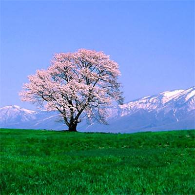 三国志战略版手游海外版下载